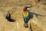 Vlha pestrá (Merops apiaster)