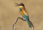 Vlha pestrá (Merops apiaster)