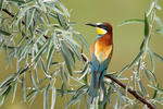 Vlha pestrá (Merops apiaster)