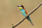 Vlha pestrá (Merops apiaster)