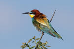 Vlha pestrá (Merops apiaster)