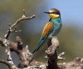 Vlha pestrá (Merops apiaster)