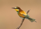 Vlha pestrá (Merops apiaster)