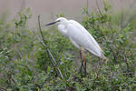 Volavka bílá (Casmerodius albus)