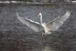 Volavka bílá (Casmerodius albus)