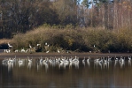 Volavka bílá (Casmerodius albus)