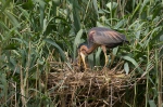 Volavka červená (Ardea purpurea)