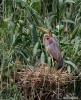 Volavka červená (Ardea purpurea)