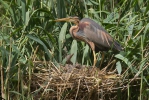 Volavka červená (Ardea purpurea)