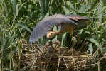 Volavka červená (Ardea purpurea)