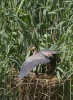 Volavka červená (Ardea purpurea)