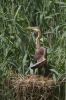 Volavka červená (Ardea purpurea)