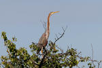 Volavka červená (Ardea purpurea)