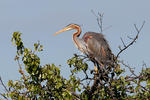 Volavka červená (Ardea purpurea)