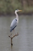 Volavka popelavá (Ardea cinerea)