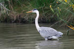 Volavka popelavá (Ardea cinerea)