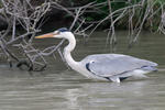 Volavka popelavá (Ardea cinerea)