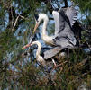 Volavka popelavá (Ardea cinerea)