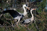 Volavka popelavá (Ardea cinerea)