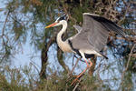 Volavka popelavá (Ardea cinerea)