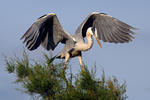 Volavka popelavá (Ardea cinerea)