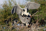 Volavka popelavá (Ardea cinerea)