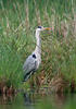 Volavka popelavá (Ardea cinerea)