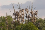 Volavka popelavá (Ardea cinerea)