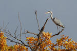 Volavka popelavá (Ardea cinerea)