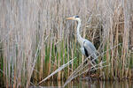 Volavka popelavá (Ardea cinerea)