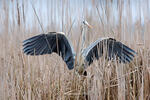 Volavka popelavá (Ardea cinerea)