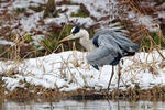 Volavka popelavá (Ardea cinerea)