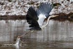 Volavka popelavá (Ardea cinerea)