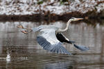 Volavka popelavá (Ardea cinerea)