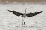 Volavka popelavá (Ardea cinerea)