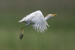 Volavka rusohlavá (Bubulcus ibis)