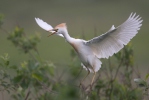 Volavka rusohlavá (Bubulcus ibis)