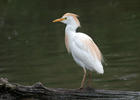 Volavka rusohlavá (Bubulcus ibis)