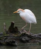 Volavka rusohlavá (Bubulcus ibis)