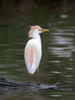 Volavka rusohlavá (Bubulcus ibis)