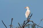 Volavka rusohlavá (Bubulcus ibis)