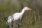 Volavka rusohlavá (Bubulcus ibis)