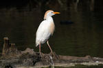 Volavka rusohlavá (Bubulcus ibis)