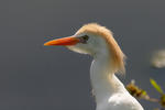 Volavka rusohlavá (Bubulcus ibis)