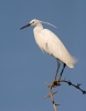 Volavka stříbřitá (Egretta garzetta)