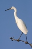 Volavka stříbřitá (Egretta garzetta)