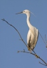 Volavka stříbřitá (Egretta garzetta)