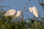 Volavka stříbřitá (Egretta garzetta)