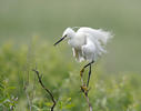 Volavka stříbřitá (Egretta garzetta)