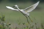 Volavka stříbřitá (Egretta garzetta)